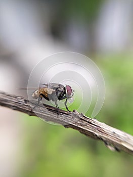 TheÂ houseflyÂ & x28;Musca domestica& x29; is a fly of the suborder Cyclorrhapha, green leaves to sit housefly